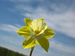 нарцисс свирл
